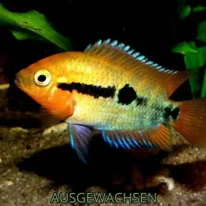 Regenbogencichlide Herotilapia multispinosa Online Kaufen