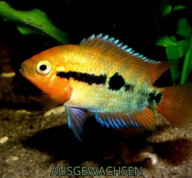 Regenbogencichlide Herotilapia multispinosa Online Kaufen