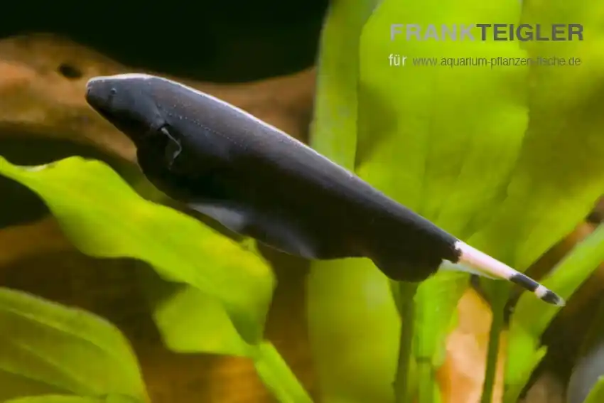 Weißstirnmesserfisch Apteronotus albifrons Neue Kollektion