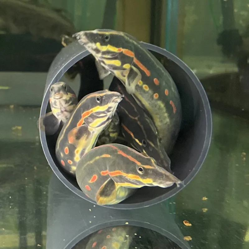 Preisknaller Feuerstachelaal Mastacembalus erythrotaeniata