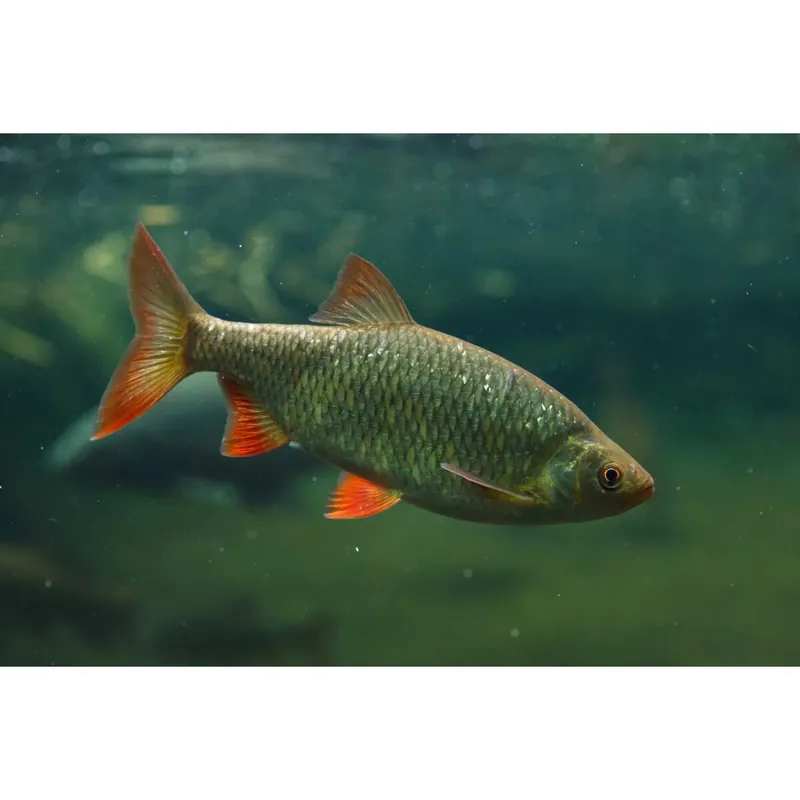 Rotfeder Scardinius erythrophthalmus Sichere Zahlung