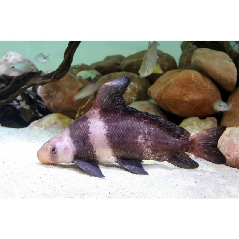 Versand Am Gleichen Tag Wimpelkarpfen Myxocyprinus asiaticus