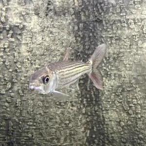 Tigersalmler Hydrocynus vittatus Begrenztes Angebot