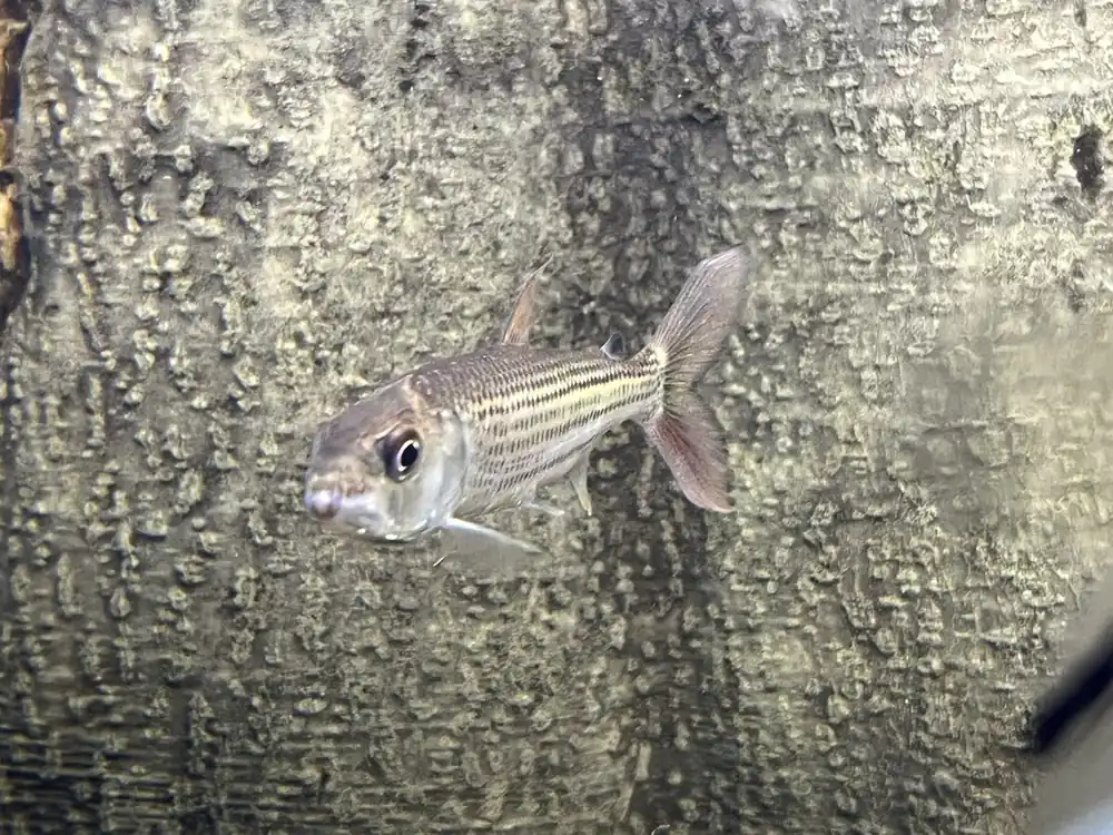 Tigersalmler Hydrocynus vittatus Begrenztes Angebot