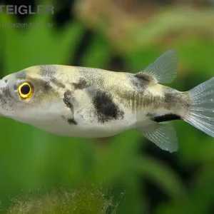 Garantierte Lieferung Assel-Süßwasserkugelfisch Colomesus asellus