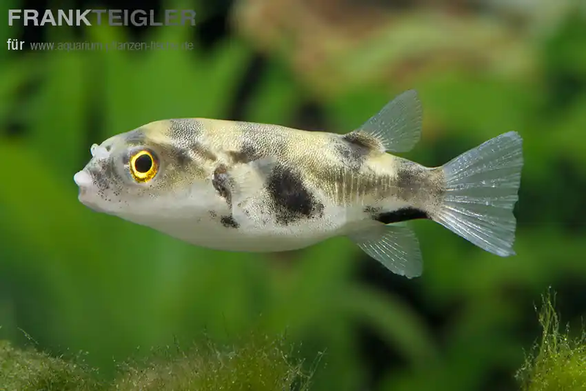Garantierte Lieferung Assel-Süßwasserkugelfisch Colomesus asellus