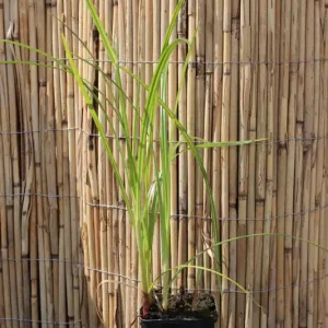 Must-Have Scheinzypergras Segge Carex pseudocyperus