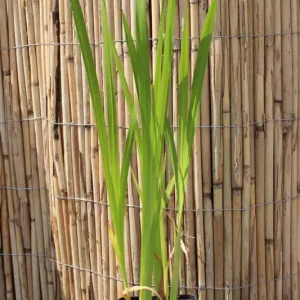 Markenware Kolbenblütiger Kalmus Acorus calamus