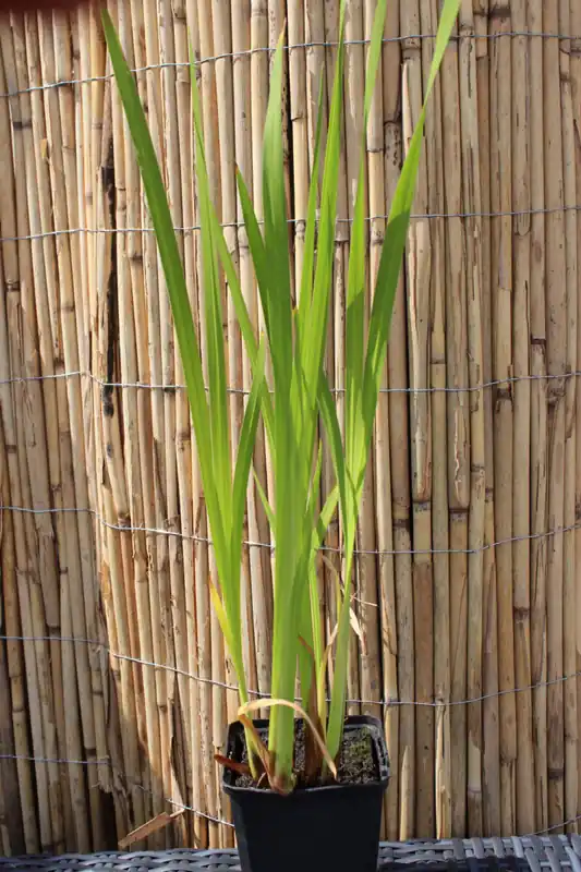 Markenware Kolbenblütiger Kalmus Acorus calamus