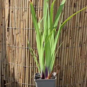 Sumpf-Schwertilie Iris ensata Rabatt