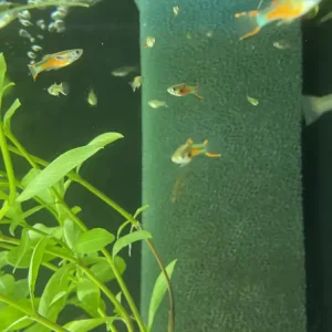 Guppy Mix Endler Poecilia wingei Preis Gesenkt
