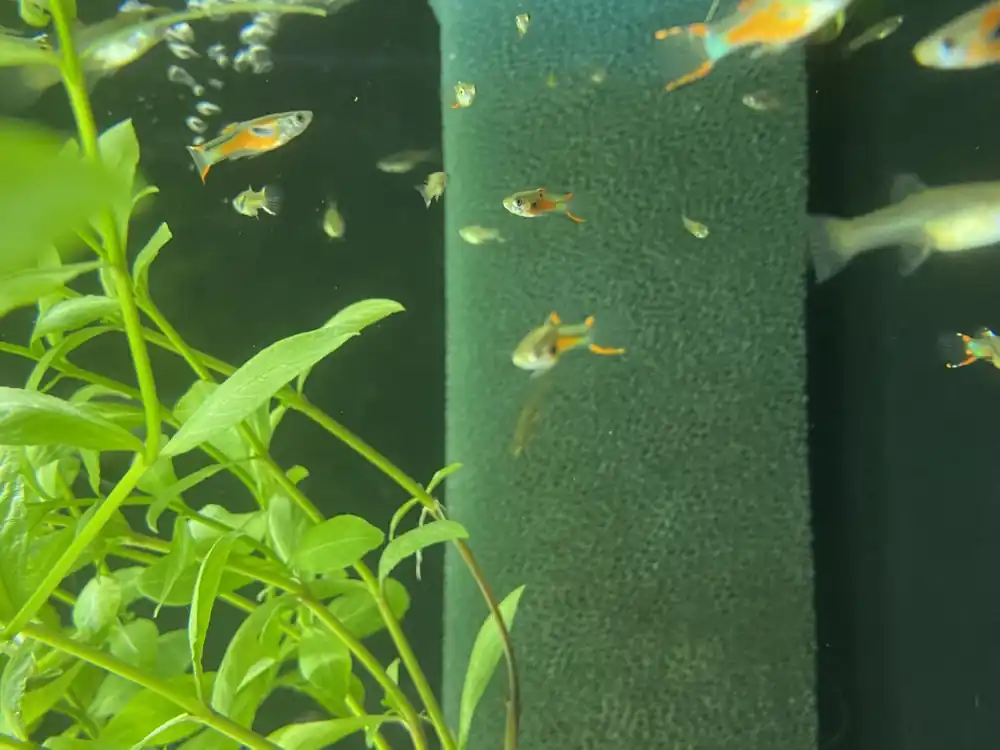 Guppy Mix Endler Poecilia wingei Preis Gesenkt