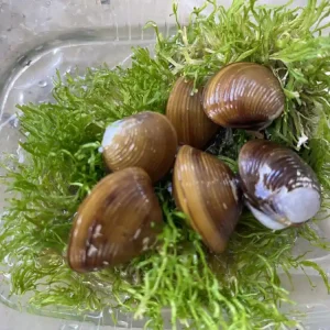 Meistverkauft Gelbe Körbchenmuschel Corbicula javanicus