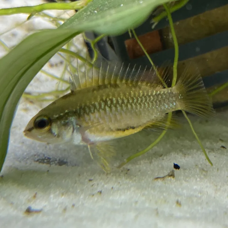 Kracherpreis Dreistreifen-Zwergbuntbarsch Apistogramma trifasciata