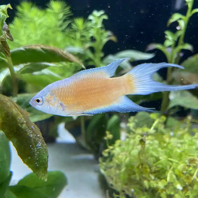 Paradiesfisch Fire and Ice Macropodus Opercularis Angebot