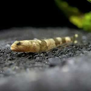 Drachengrundel Schismatogobius risdawatiae Sichere Zahlung
