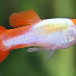 Top-Preis Guppy koi kohaku metallic Poecilia reticulata Männchen