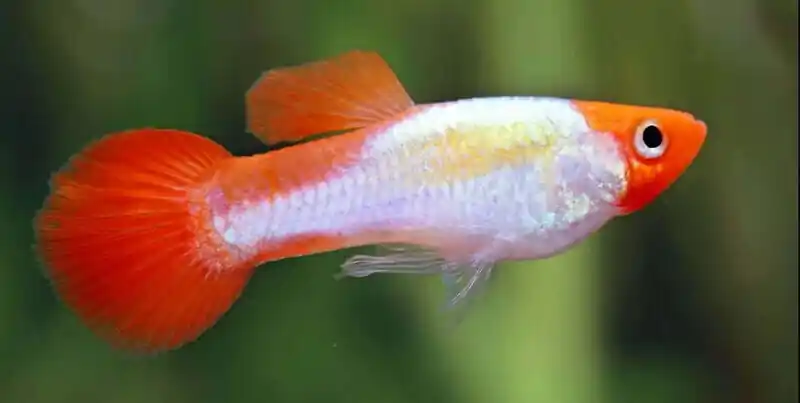 Top-Preis Guppy koi kohaku metallic Poecilia reticulata Männchen