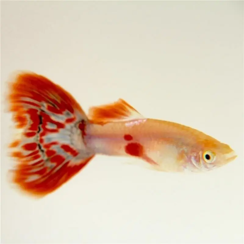 Guppy pigeon blood Poecilia reticulata Männchen Heißes Angebot