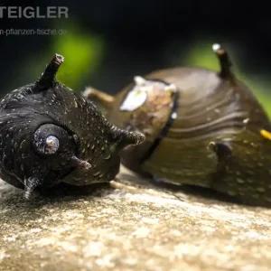 Schwarze Geweihschnecke Clithon corona black Online Kaufen