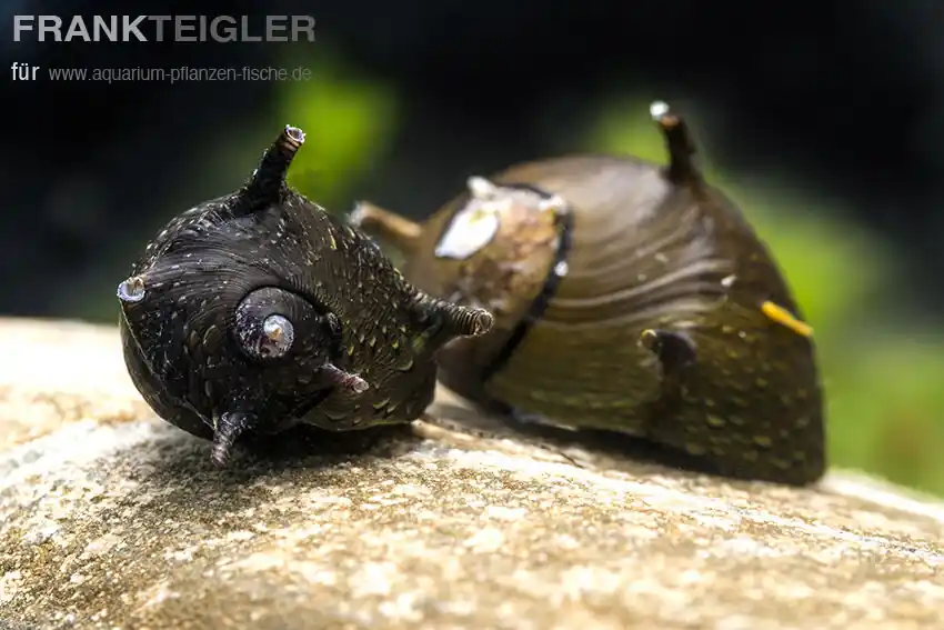 Schwarze Geweihschnecke Clithon corona black Online Kaufen