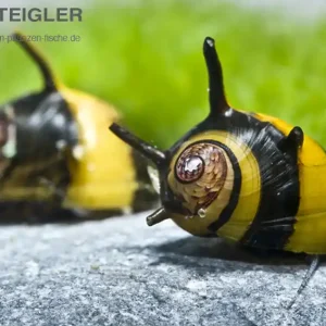 Hummel Geweihschnecke Clithon corona Markenware