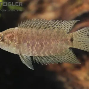 Expressversand Gebändeter Buschfisch Microctenopoma fasciolatum