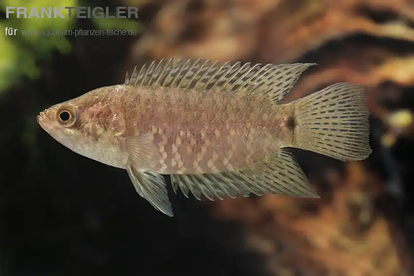 Expressversand Gebändeter Buschfisch Microctenopoma fasciolatum