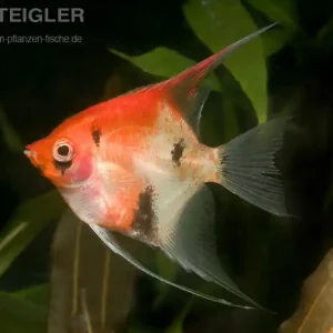 Skalar Red Devil Pterophyllum scalare Billig