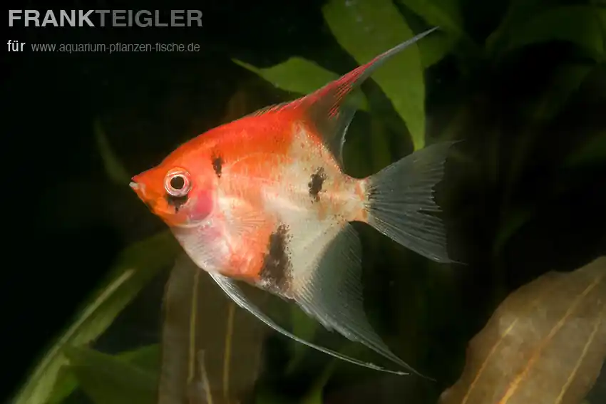 Skalar Red Devil Pterophyllum scalare Billig