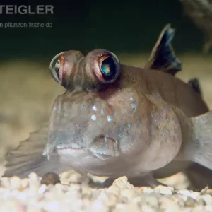 Expressversand Schlammspringer Periophthalmus barbarus