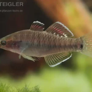 Mega-Angebot Kaisergrundel Hypseleotris compressa