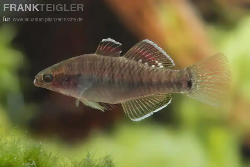 Mega-Angebot Kaisergrundel Hypseleotris compressa