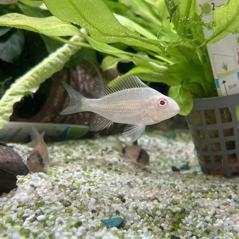 Heckels Buntbarsch Acarichthys heckelii "Albino" Schnäppchen