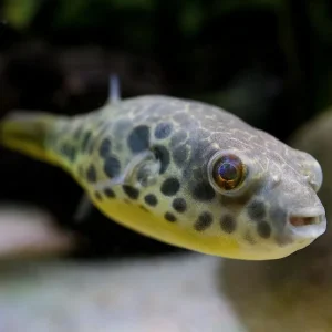 Leopardkugelfisch Tetraodon schoutedeni Echt