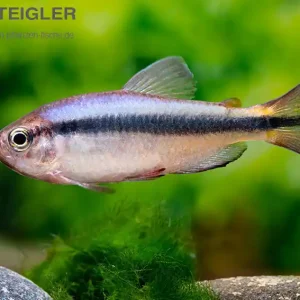Blauer Tapajós-Salmler Hyphessobrycon melanostichos Beliebt