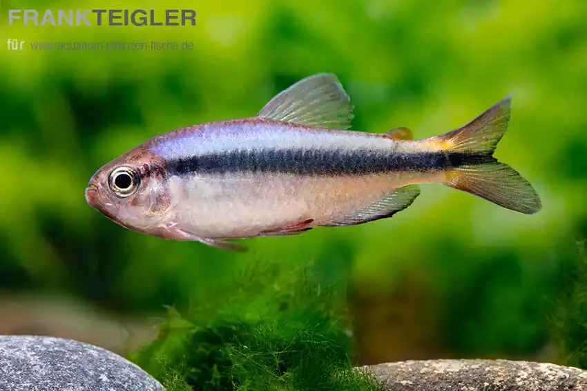 Blauer Tapajós-Salmler Hyphessobrycon melanostichos Beliebt