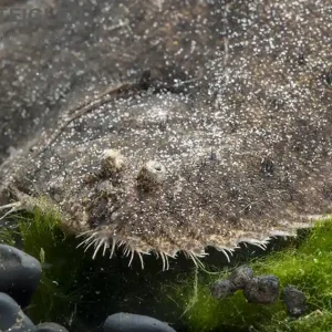 Peru-Süsswasserflunder Hypoclinemus mentalis Sofort Bestellen