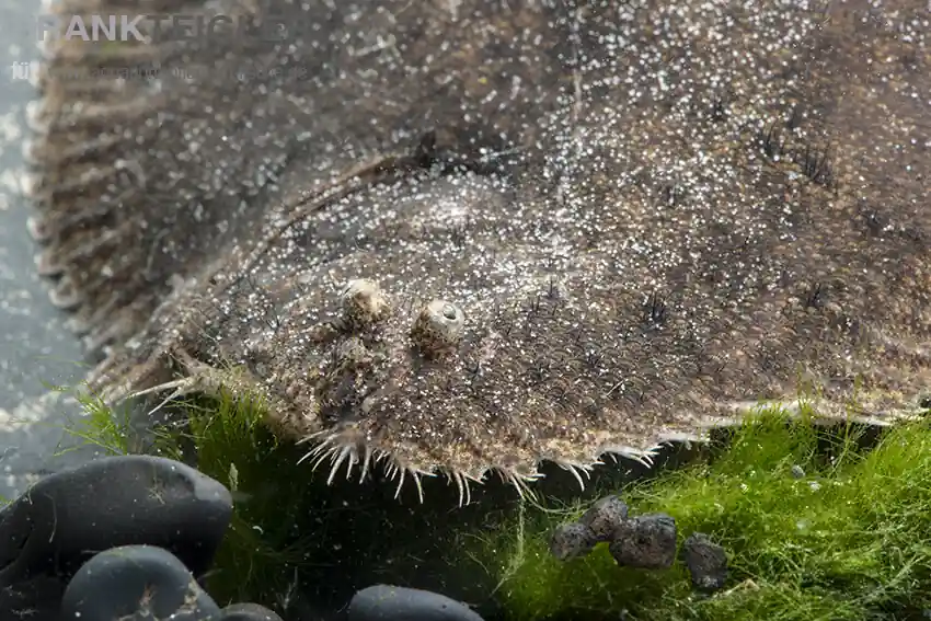 Peru-Süsswasserflunder Hypoclinemus mentalis Sofort Bestellen