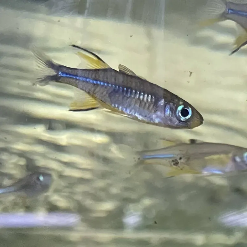 Neu Celebes Sonnenstrahlfisch Macrosatherina ladigesi