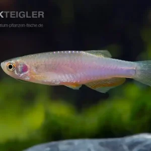 Schillerbärbling Danio albolineatus Sonderaktion