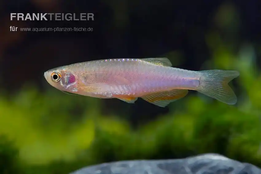 Schillerbärbling Danio albolineatus Sonderaktion