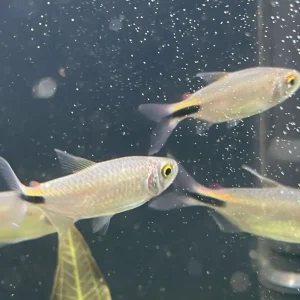 Afrikanischer Langflossensalmler Bryconalestes longipinnis Wochenendangebot