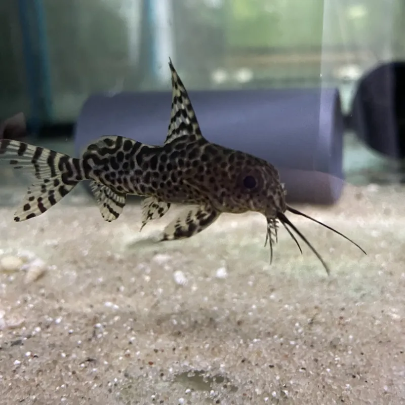 Schmuckflossen-Fiederbartwels Synodontis eupterus Neuheit