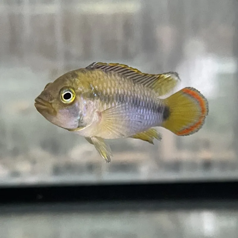 Panda-Zwergbuntbarsch Apistogramma nijsseni Preiswert