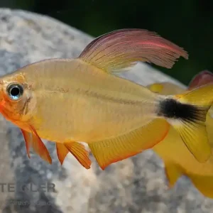 Geprüft Procyon-Salmler Hyphessobrycon procyon