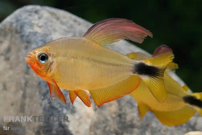 Geprüft Procyon-Salmler Hyphessobrycon procyon