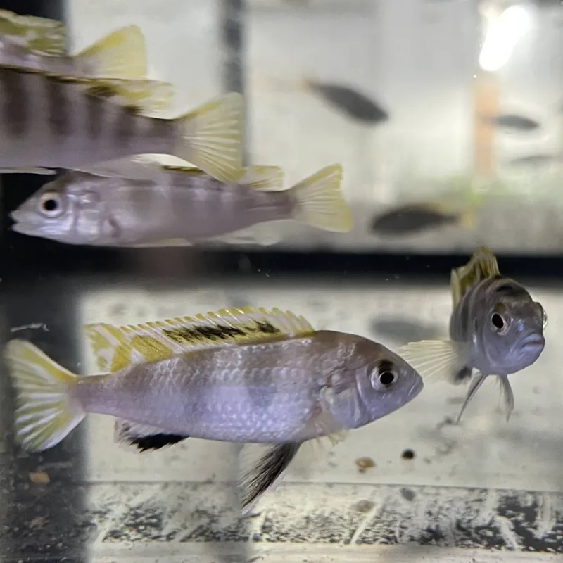 Nur Für Kurze Zeit Perlmutt-Labidochromis Labidochromis Perlmutt