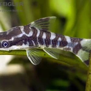 Sofort Bestellen Zebra-Otocinclus Otocinclus cocama