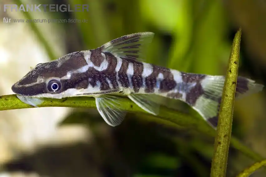Sofort Bestellen Zebra-Otocinclus Otocinclus cocama